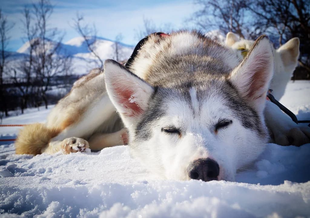 Abisko Fjällturer - Bild 3