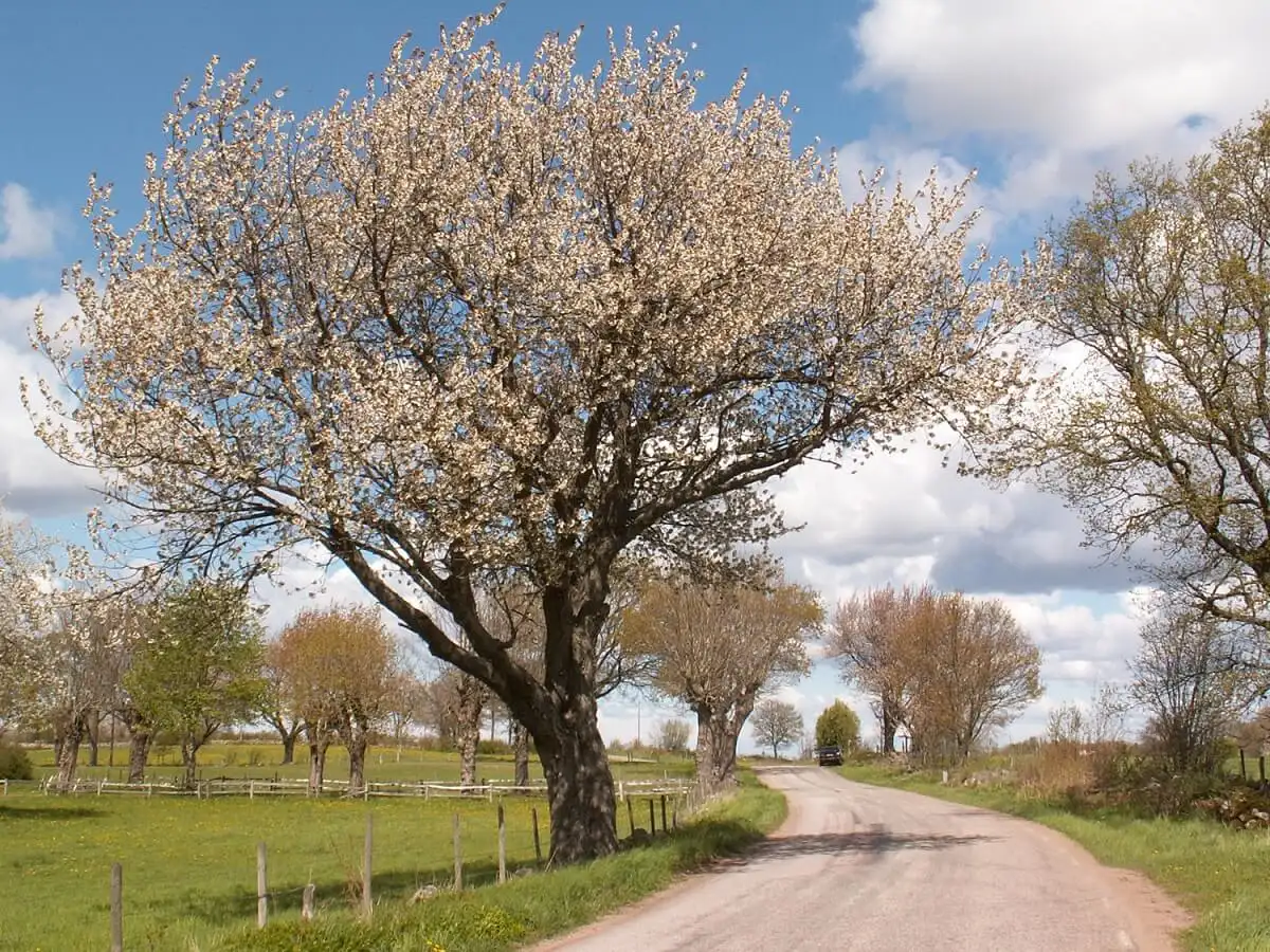 Skövde Vandrarhem - Bild 3