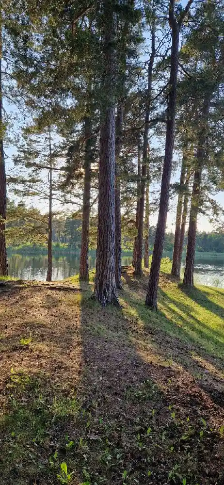 Bo prisvärt på vandrarhem vid Skogssjö Bad & Camping i Mjölby. Njut av bad, padel, restaurang, bageri & naturreservat. Perfekt för familjer. Boka nu!